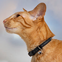 Magnetic Cat Collar