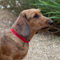 Magnetic Dog Collar Red